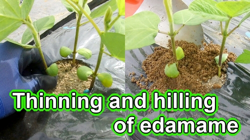 Thinning and hilling of edamame (Grow edamame at home)