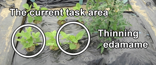 In thinning edamame, leave two plants