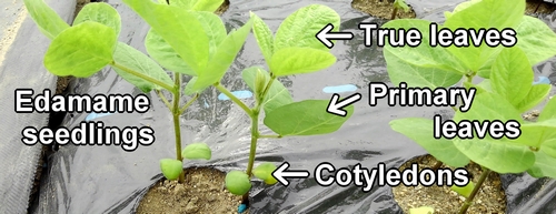 The cotyledons, the primary leaves, and the true leaves of edamame