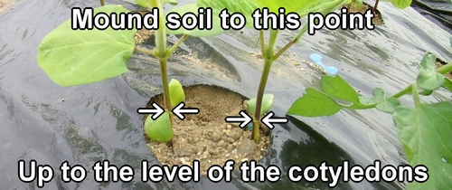 Adding soil around the base of edamame bean plants