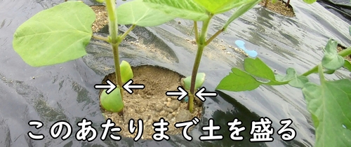 枝豆の根元に土を盛る