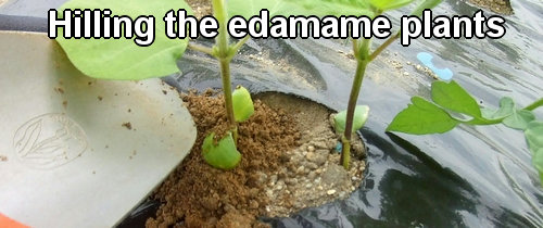 Hilling edamame bean plants