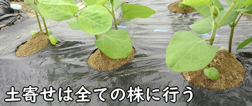 枝豆の土寄せは、全ての株に行う