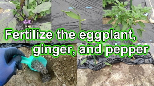 Fertilize the eggplant, ginger, and green pepper