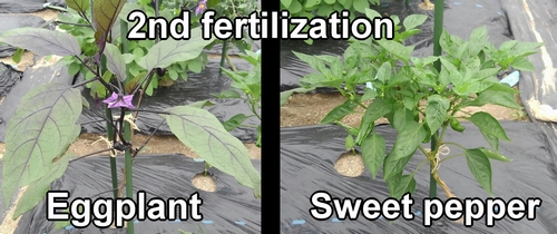 This is the second fertilization for the eggplant and sweet pepper