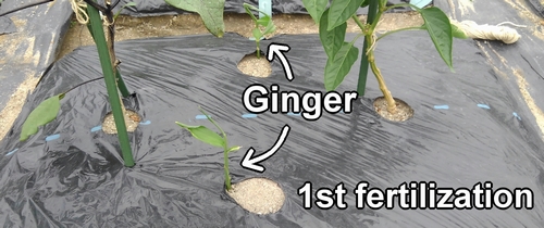 This is the first fertilization for the ginger root