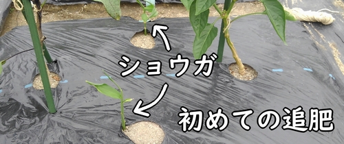 ショウガは初めての追肥