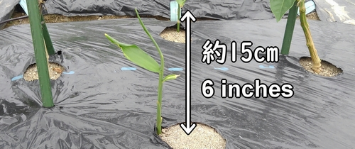 The fertilization for ginger is recommended when the height of the plants reaches 15cm (6 inches)