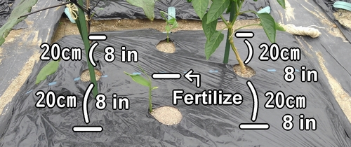 Fertilizing spots for eggplant, ginger, and green peppe