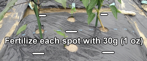 Fertilize each spot with 30g (1 oz)
