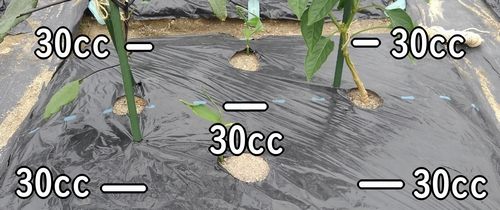 1ヶ所あたり30cc追肥する