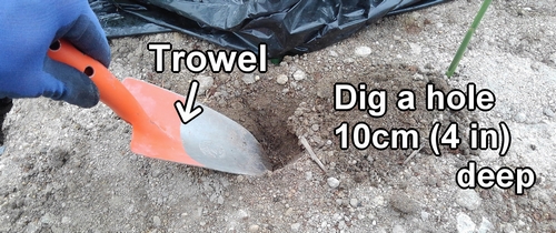 Dig a hole about 10cm (4 inches) deep