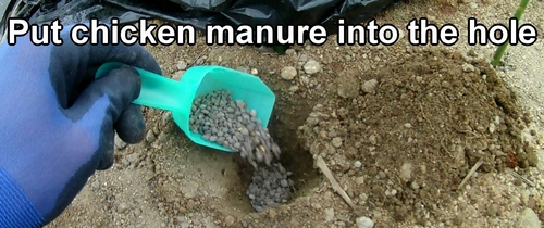 Put chicken manure into the hole