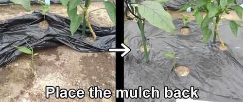 Place the mulch back