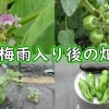 Grow summer vegetables (Summer vegetable plants care) – Eggplant, ginger, 