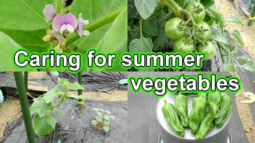 Caring for summer vegetables (eggplants, sweet peppers, and ginger, etc plant care)