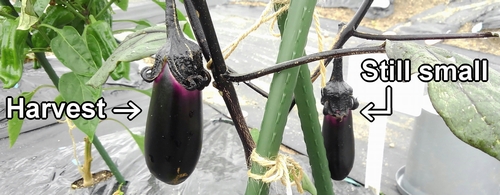 Eggplant (japanese eggplant)