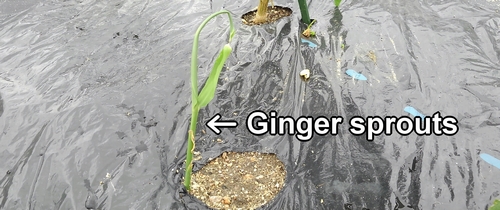 Ginger sprouts