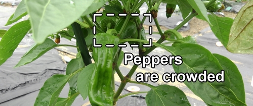 Sweet peppers