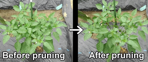 Prune the sweet pepper stems