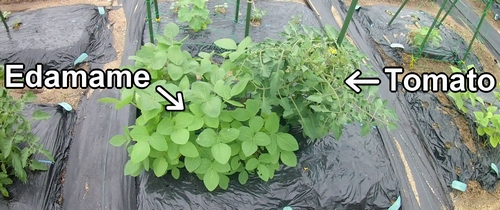 The bed of edamame and tomato