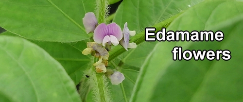 Edamame bean flowers