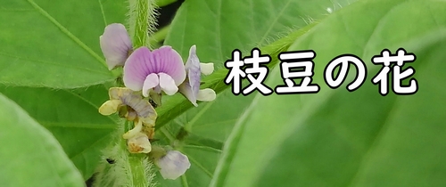 枝豆の花