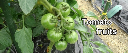 Tomato fruits