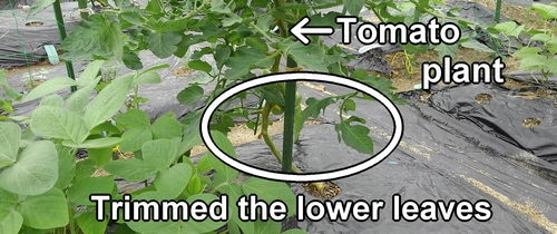 We trimmed the lower leaves of the tomato plant