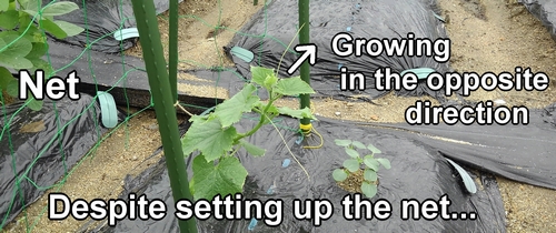 Cucumber plant