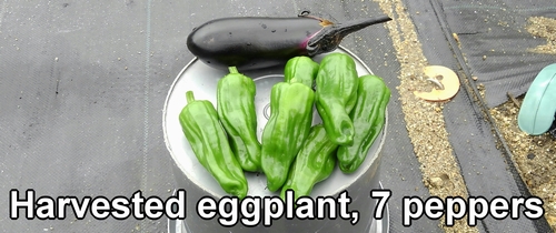 Harvested one eggplant and seven green peppers
