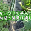 キュウリの栽培（初期の脇芽は摘む）