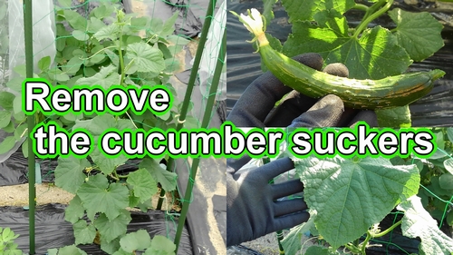 Pruning the cucumber lateral side shoots