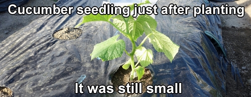 The cucumber seedling just after planting