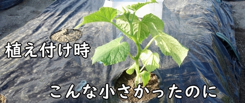 植え付けた時のキュウリ（夏すずみきゅうり）の苗