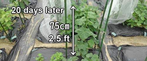 The cucumber plant has grown up to 75cm (2.5 feet)