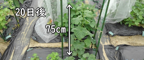 75cmまで成長したキュウリの株