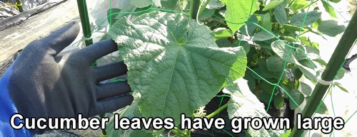 The cucumber leaves have also grown quite large