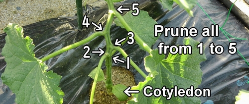 How to prune cucumber side shoots
