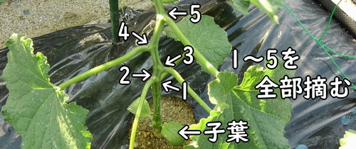 キュウリの栽培 初期の脇芽は摘む 有機栽培でおいしい野菜作り