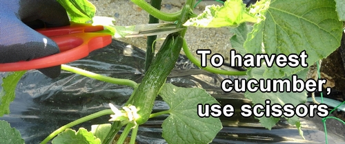 To harvest cucumber, we use scissors