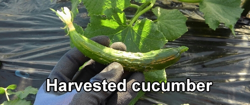 Harvested cucumber