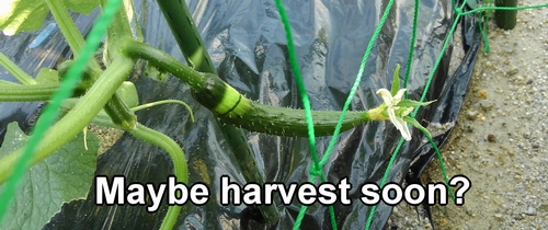 Cucumbers grow quickly