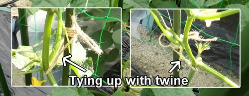 Tying up with hemp twine