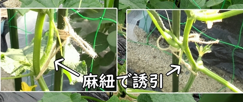 麻紐で誘引