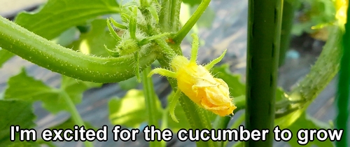 Cucumber flower