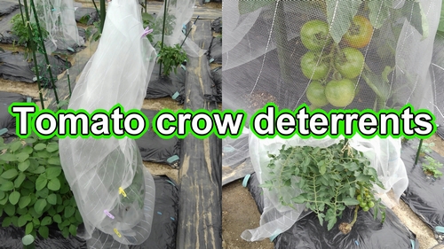 Tomato crow deterrents