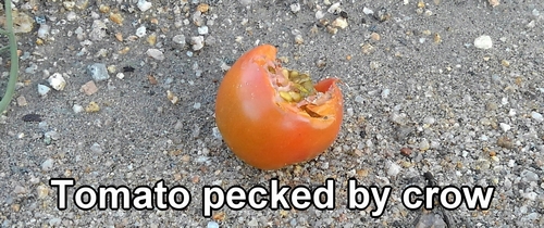 Tomatoes pecked by crows
