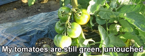My tomatoes are still green and untouched