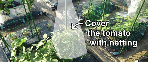 We cover the entire tomato plants with insect netting